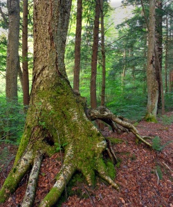 Old-growth birch within the Allegheny National Forest in the township